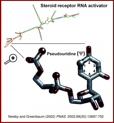 Pseudouridine as the fifth RNA base